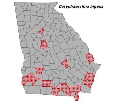 Coryphaeschna ingens
(Regal Darne) Coryphaeschna ingens
(Regal Darne)